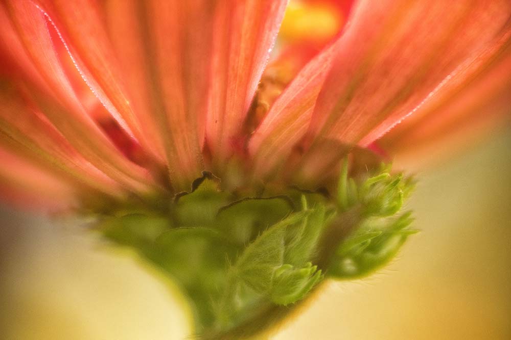 Anna DeStefano Lensbaby Velvet 85