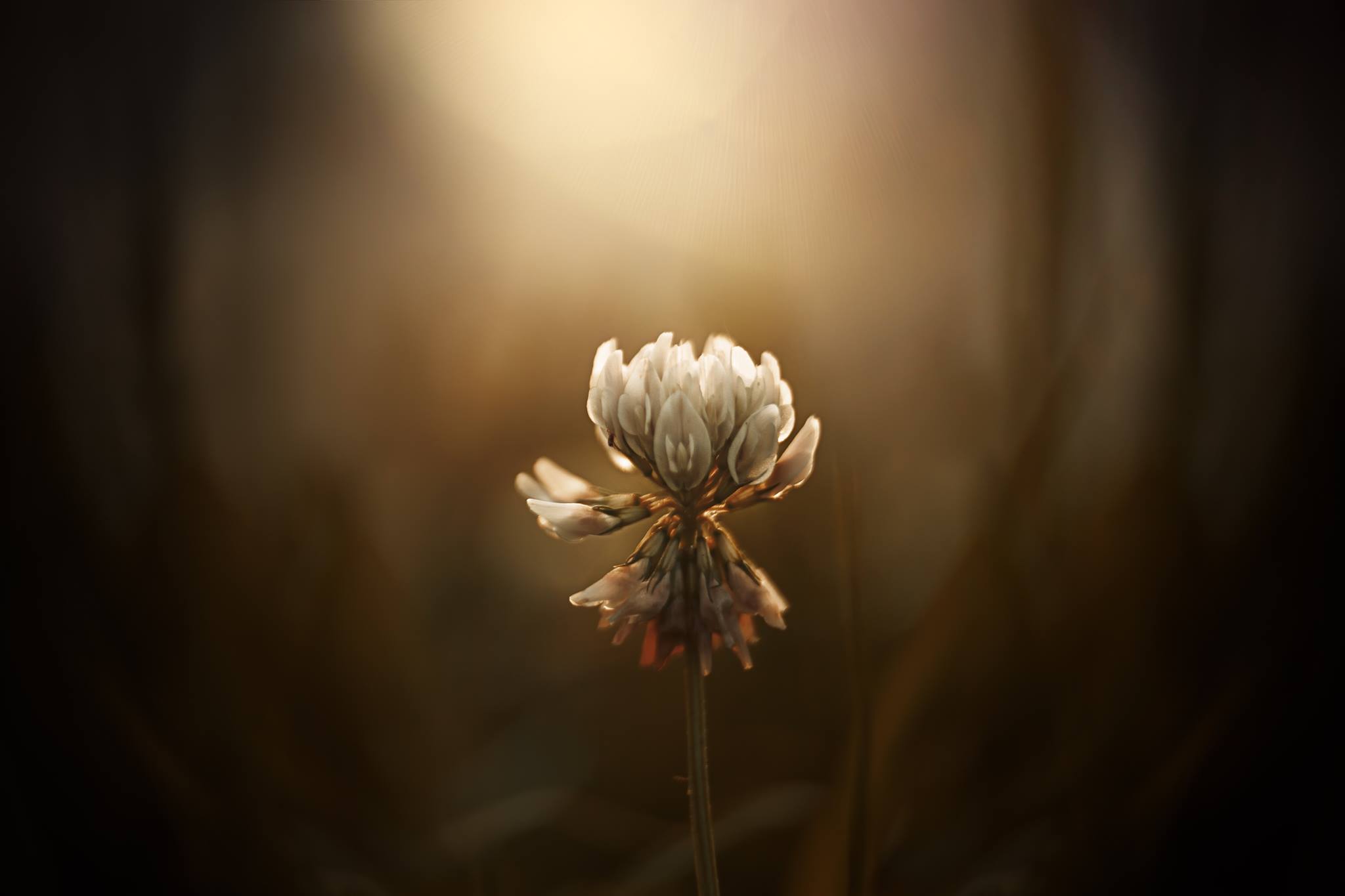 white flower in glowing light brown background twist bokeh caroline jensen lensbaby featured photos macro photography