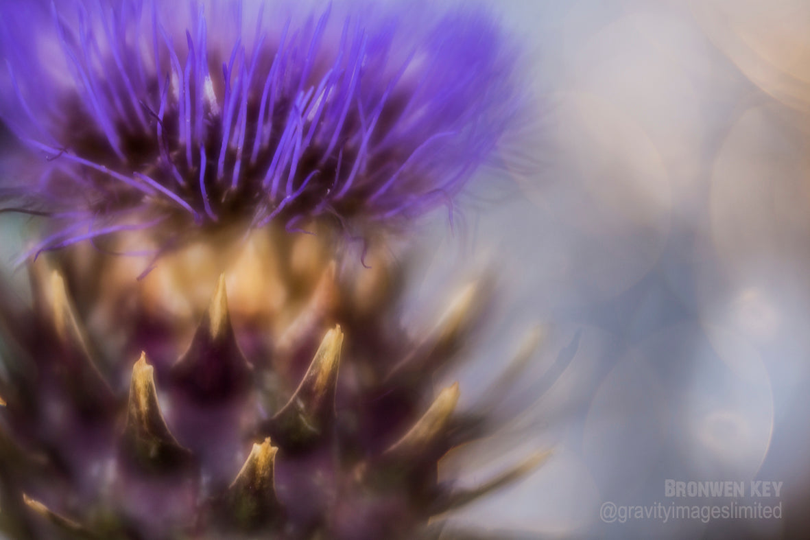 purple flower macro photography bokeh brown leaves selective focus blur texture Lensbaby journey story