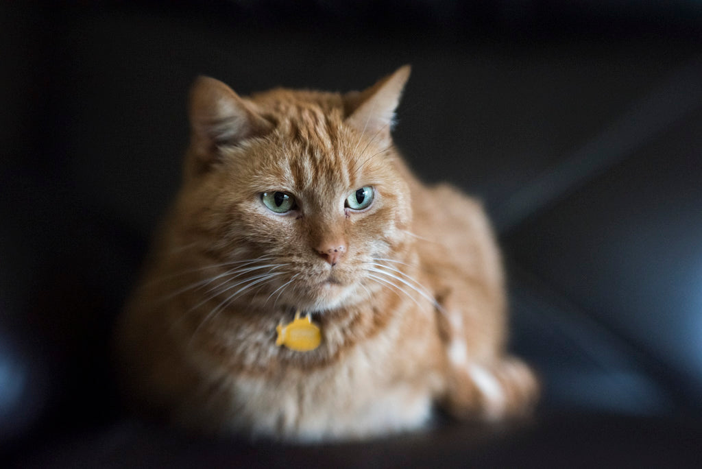 Ginger cat