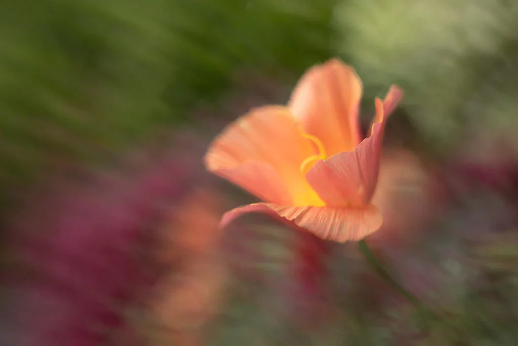 Macro Magic with the Sol 45 | Kathleen Clemons