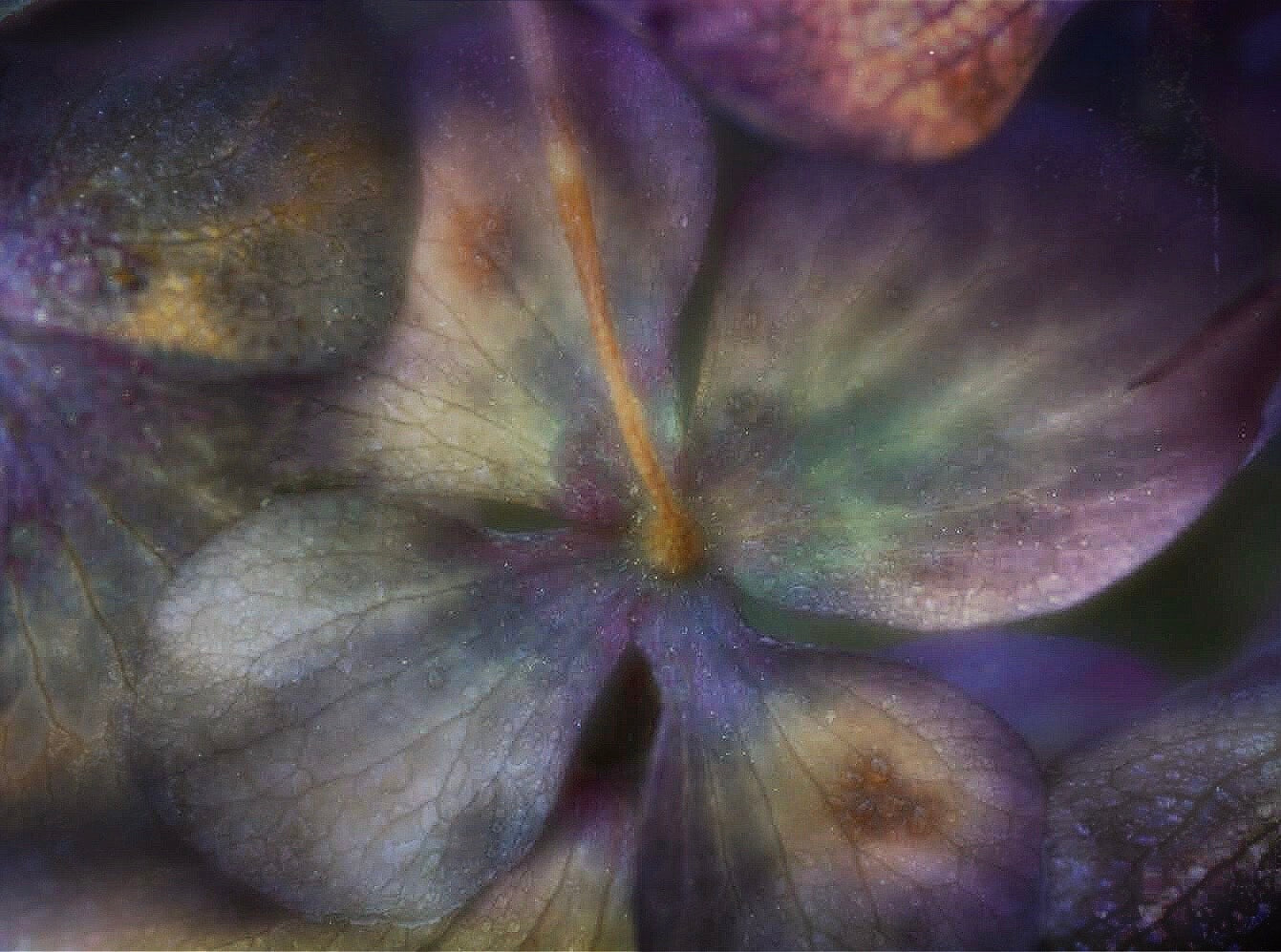 Kristi Charlie with Velvet 85