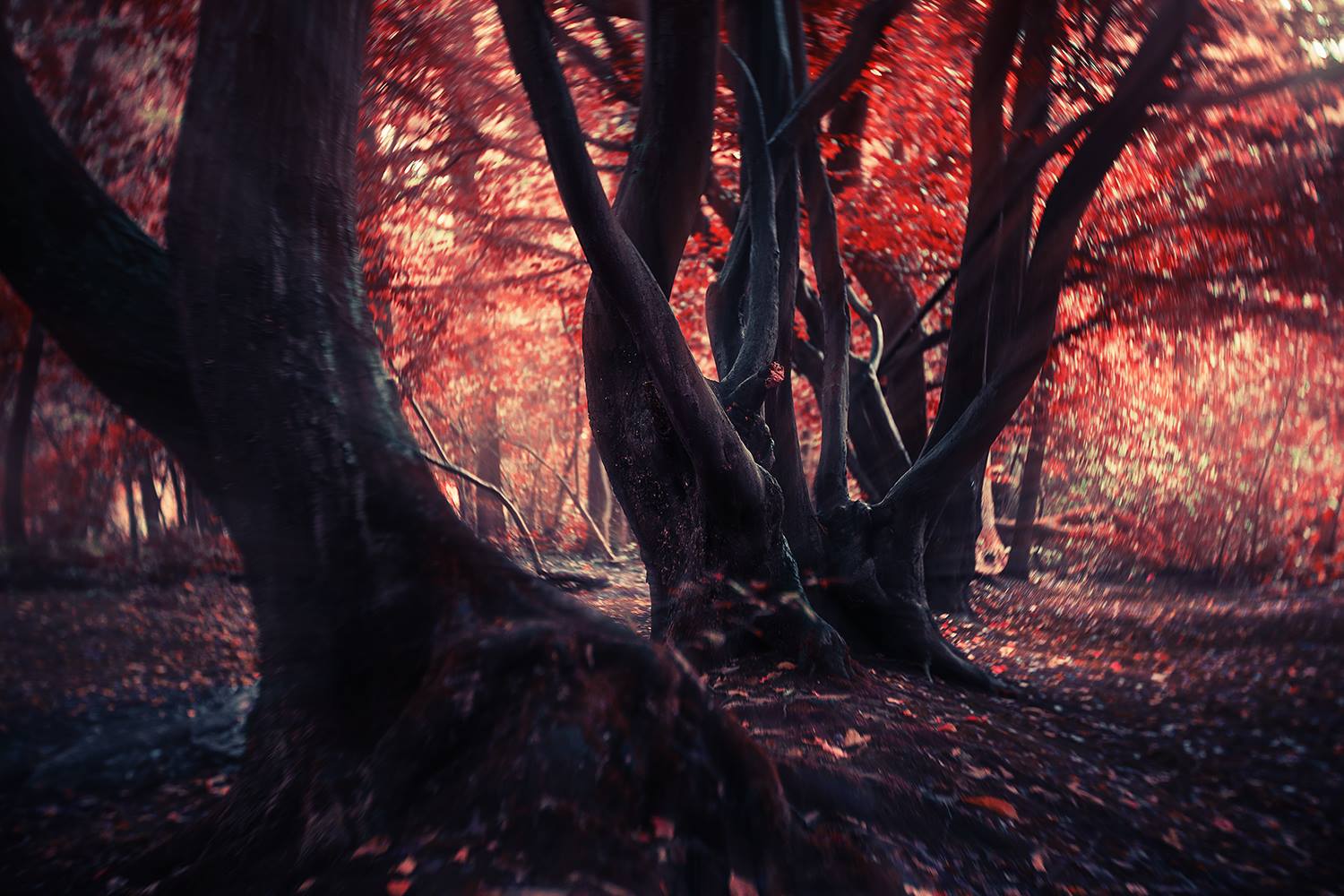 Trees in the forest with fall leaves red leaves twisted trunks