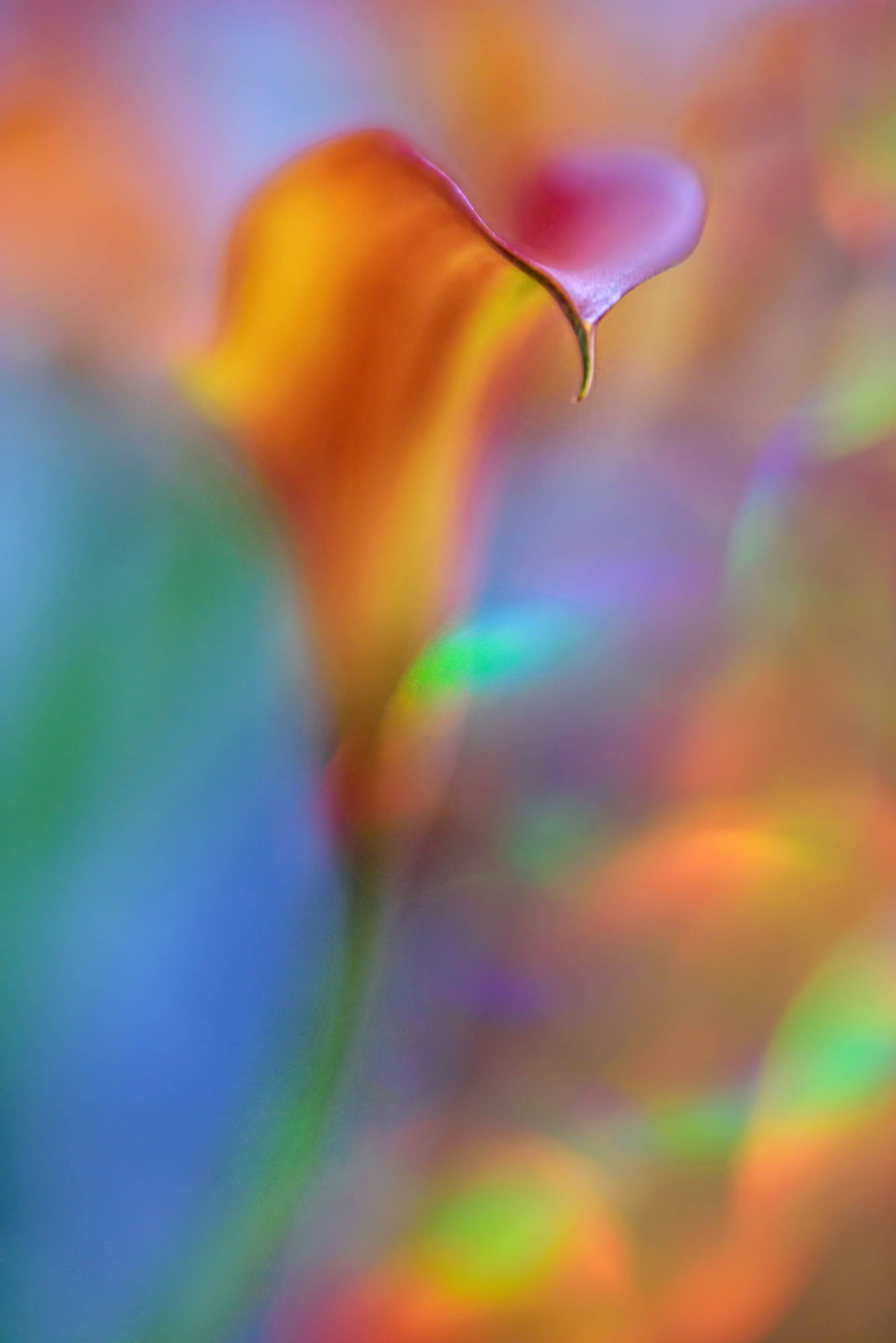 Discovering Creativity with Omni Reflections