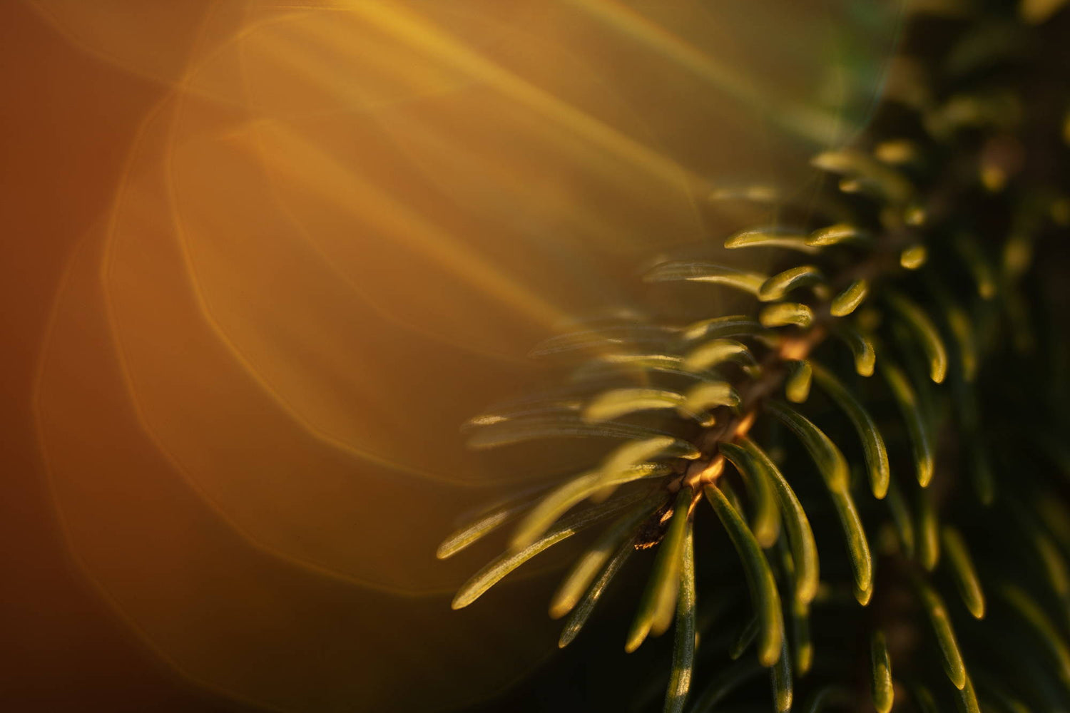Nature Photography Ideas with Natural Light