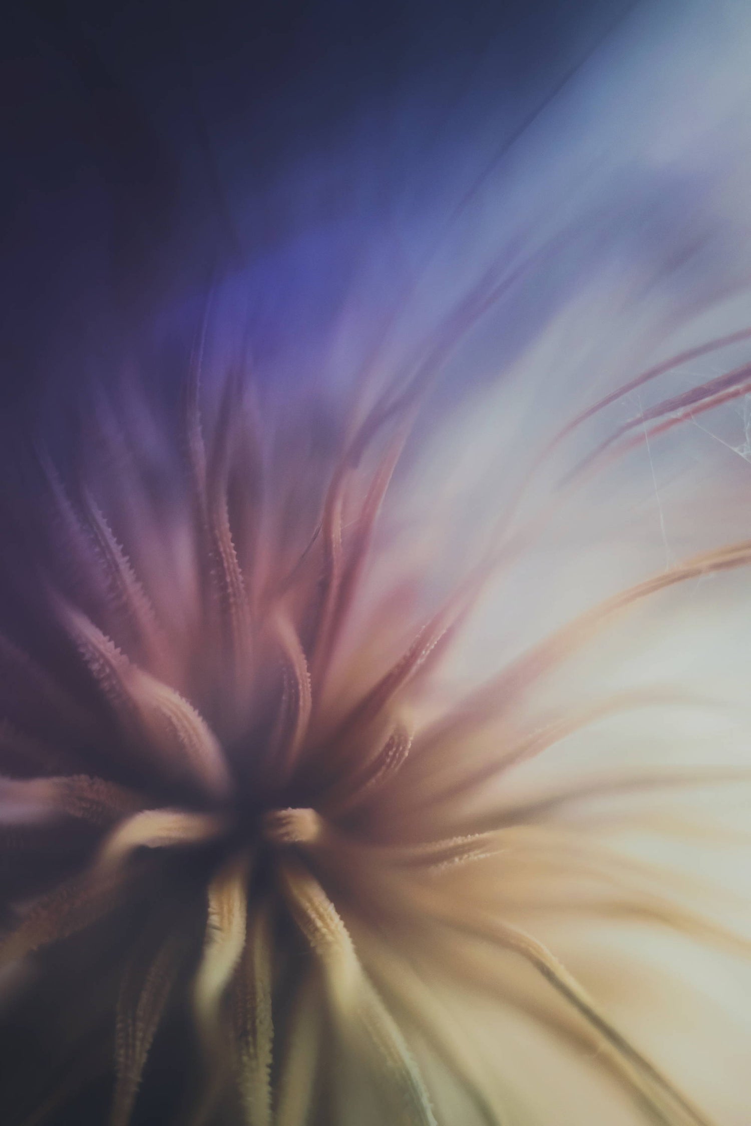 Lensbaby Unplugged Member of the Week | Bianca Vermeer-Nieuwkerk