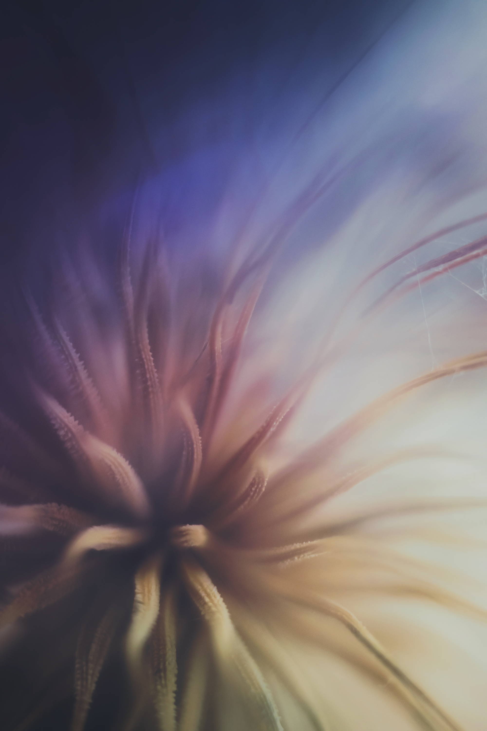 Lensbaby Unplugged Member of the Week | Bianca Vermeer-Nieuwkerk