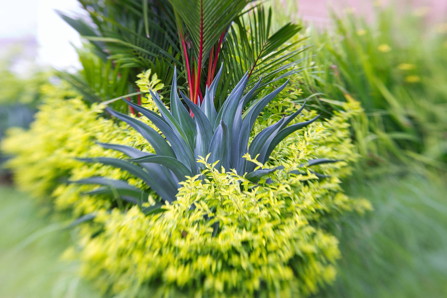 Lensbaby Unplugged Member of the Week | Omar Upegui R.