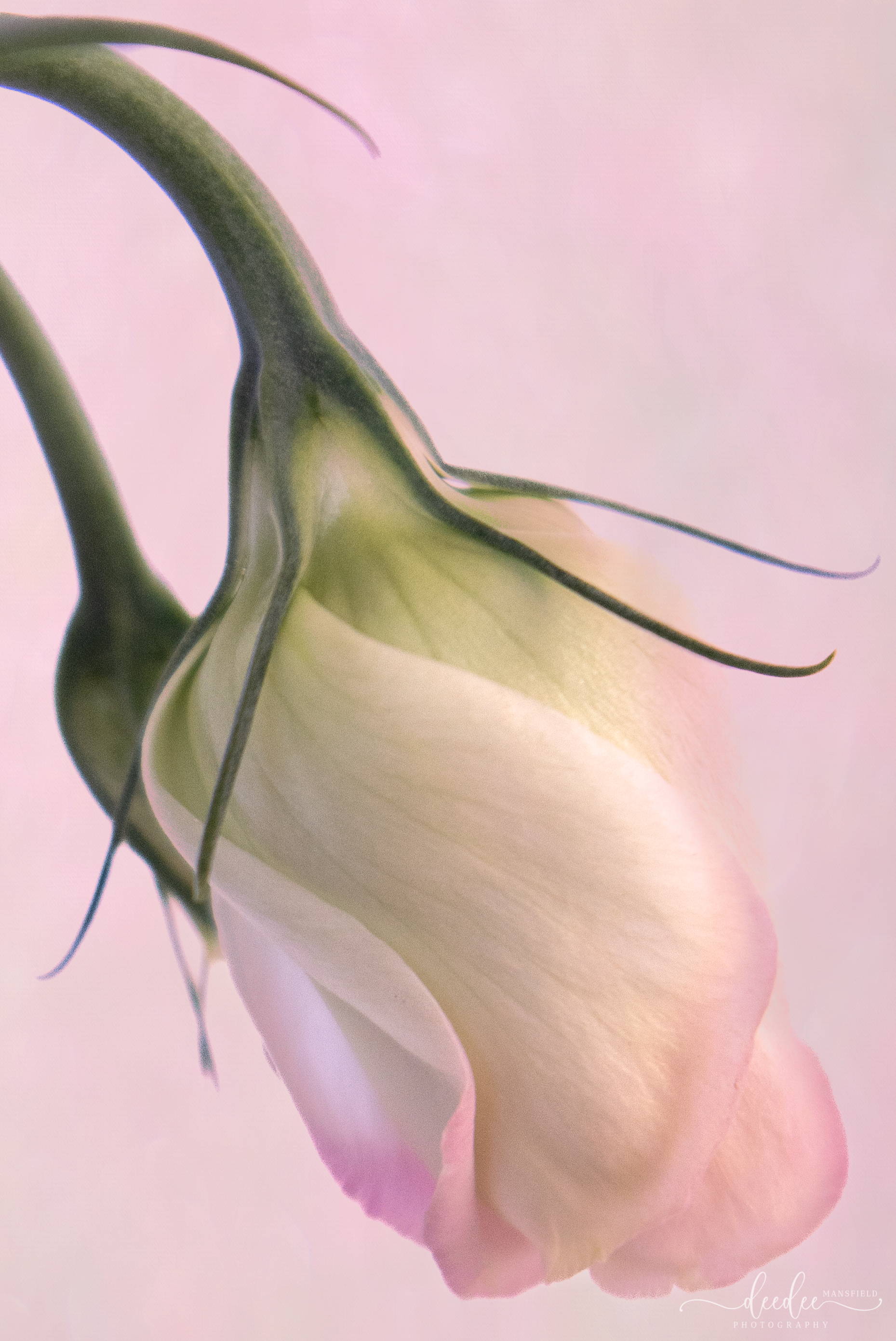 Lensbaby Unplugged Member of the Week | DeeDee Mansfield