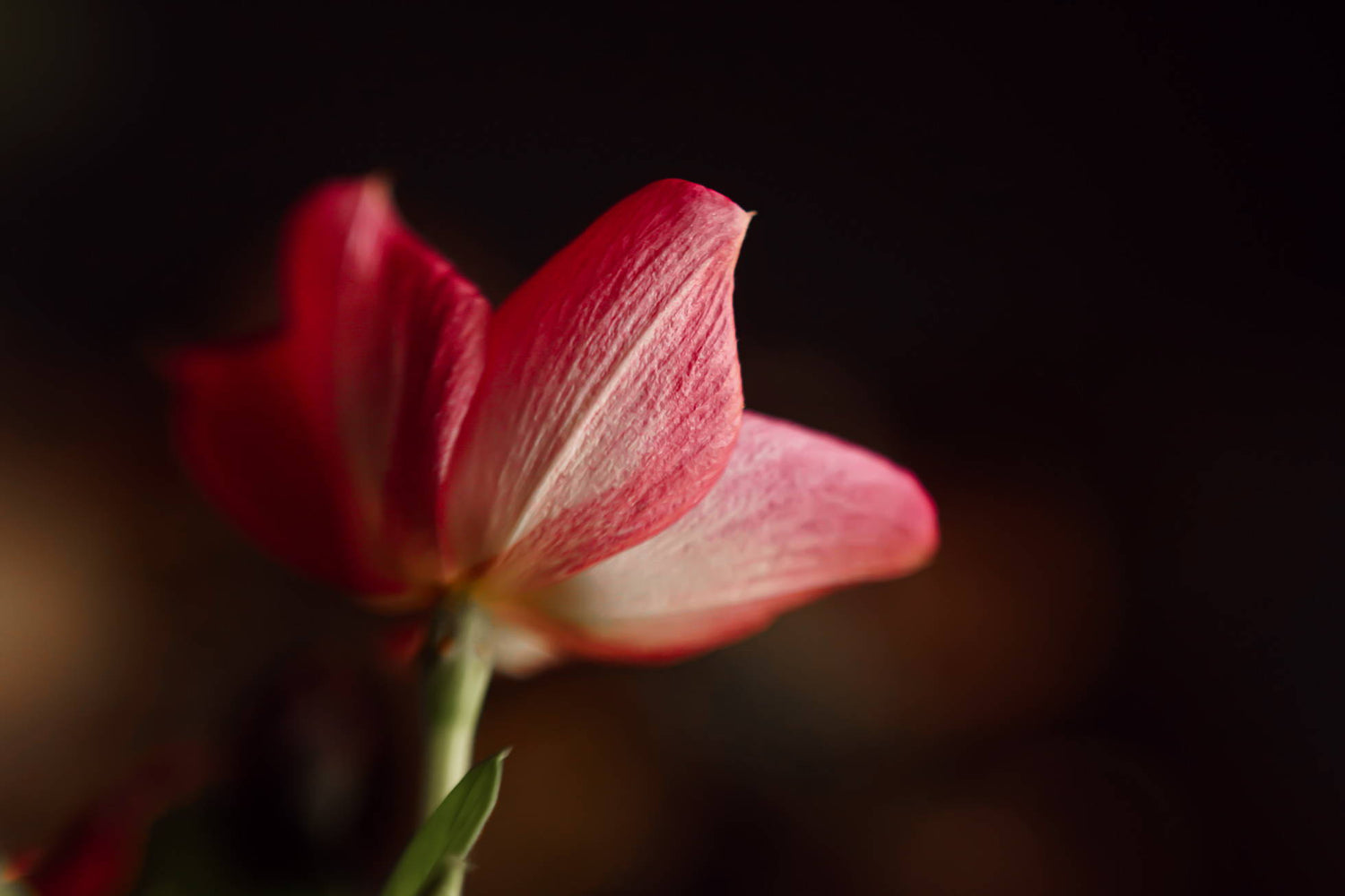 Light, Texture, and Lines