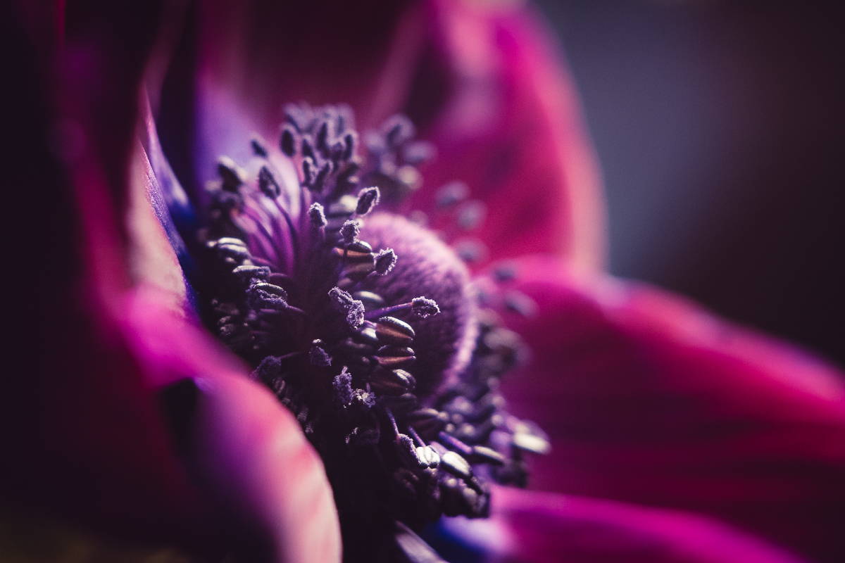 The Soft Focus Optic Swap Macro Kit – What's In The Bundle And What Makes It Special