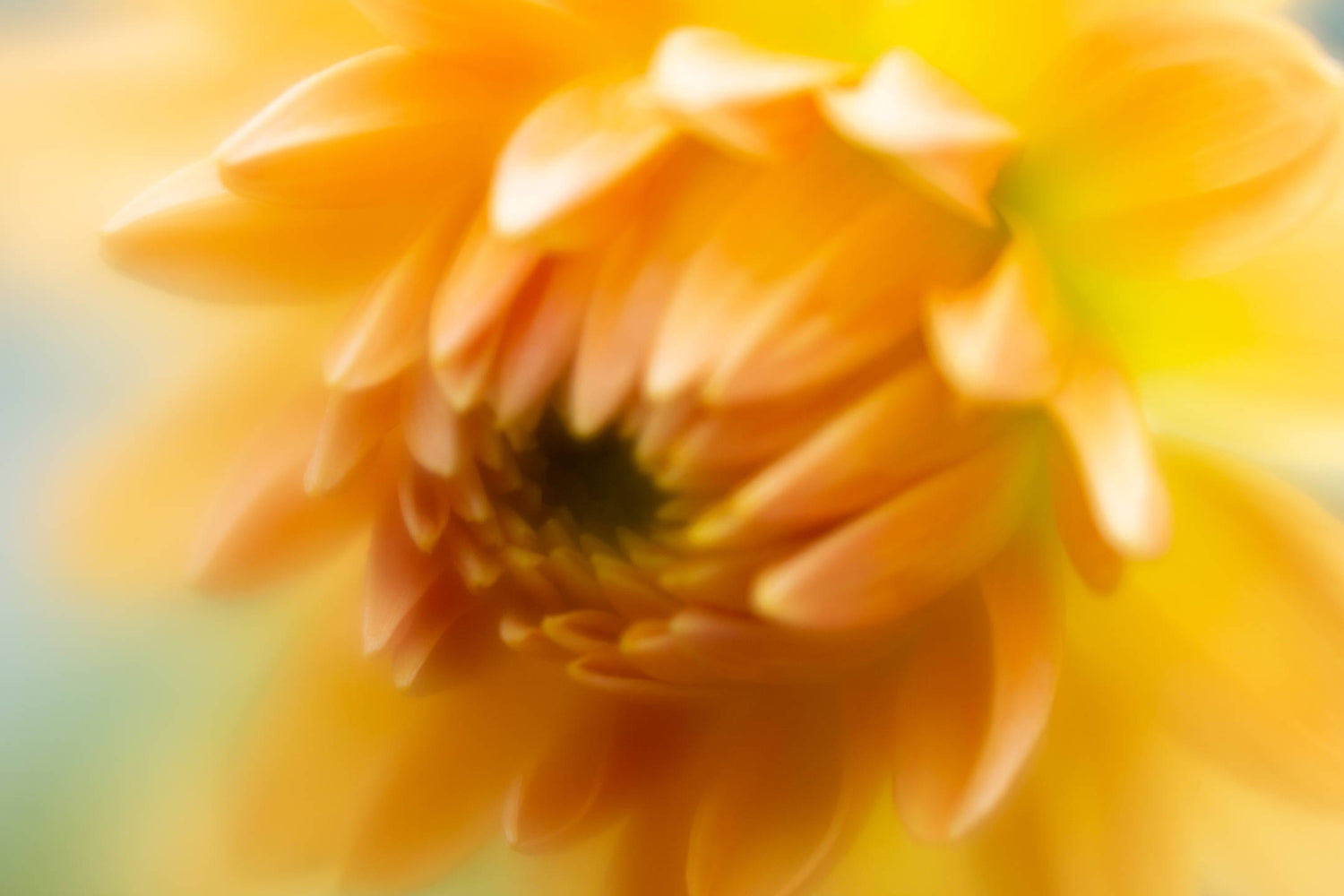 Lensbaby Unplugged Member of the Week | Susan Lindberg
