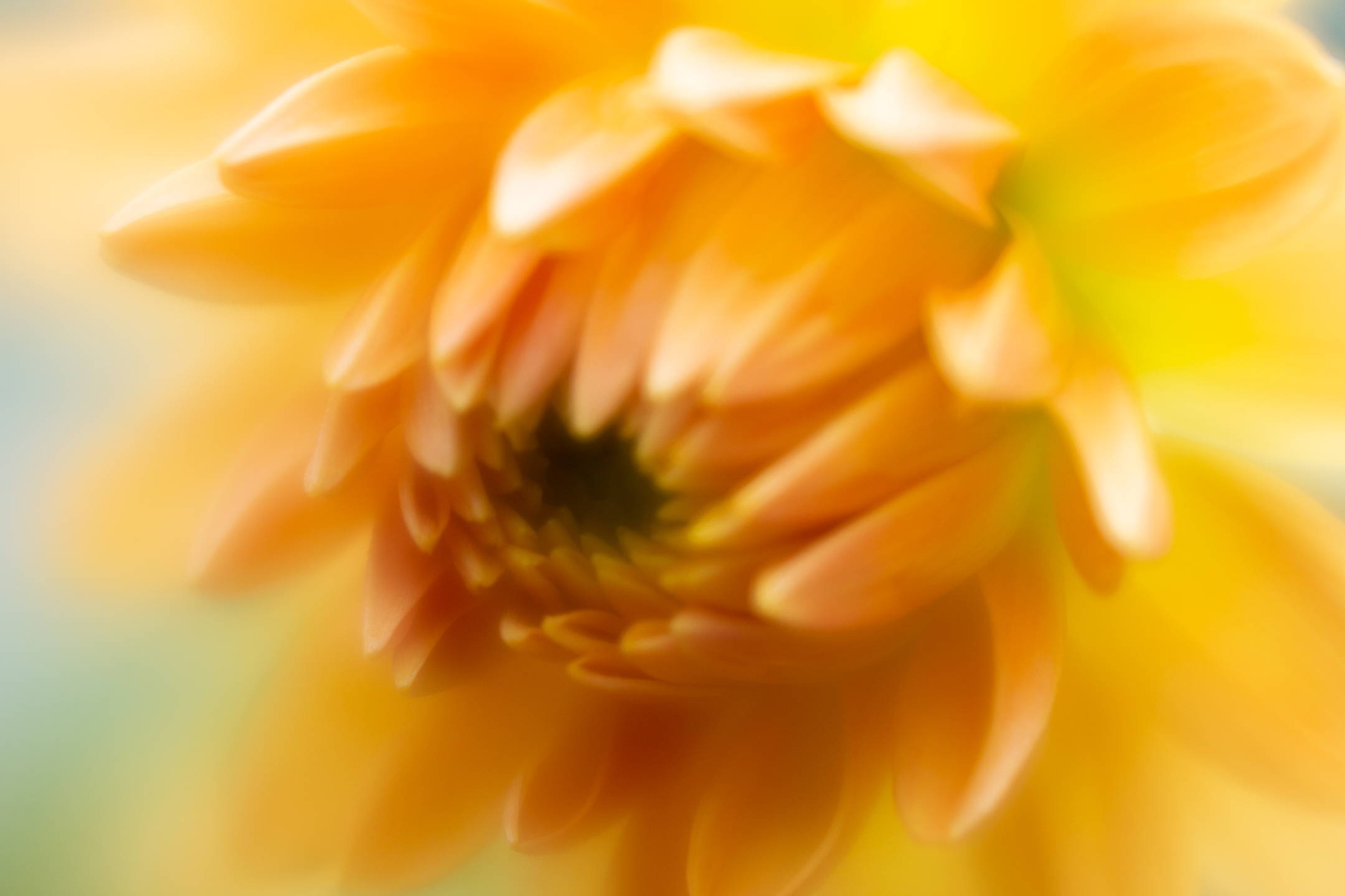 Lensbaby Unplugged Member of the Week | Susan Lindberg