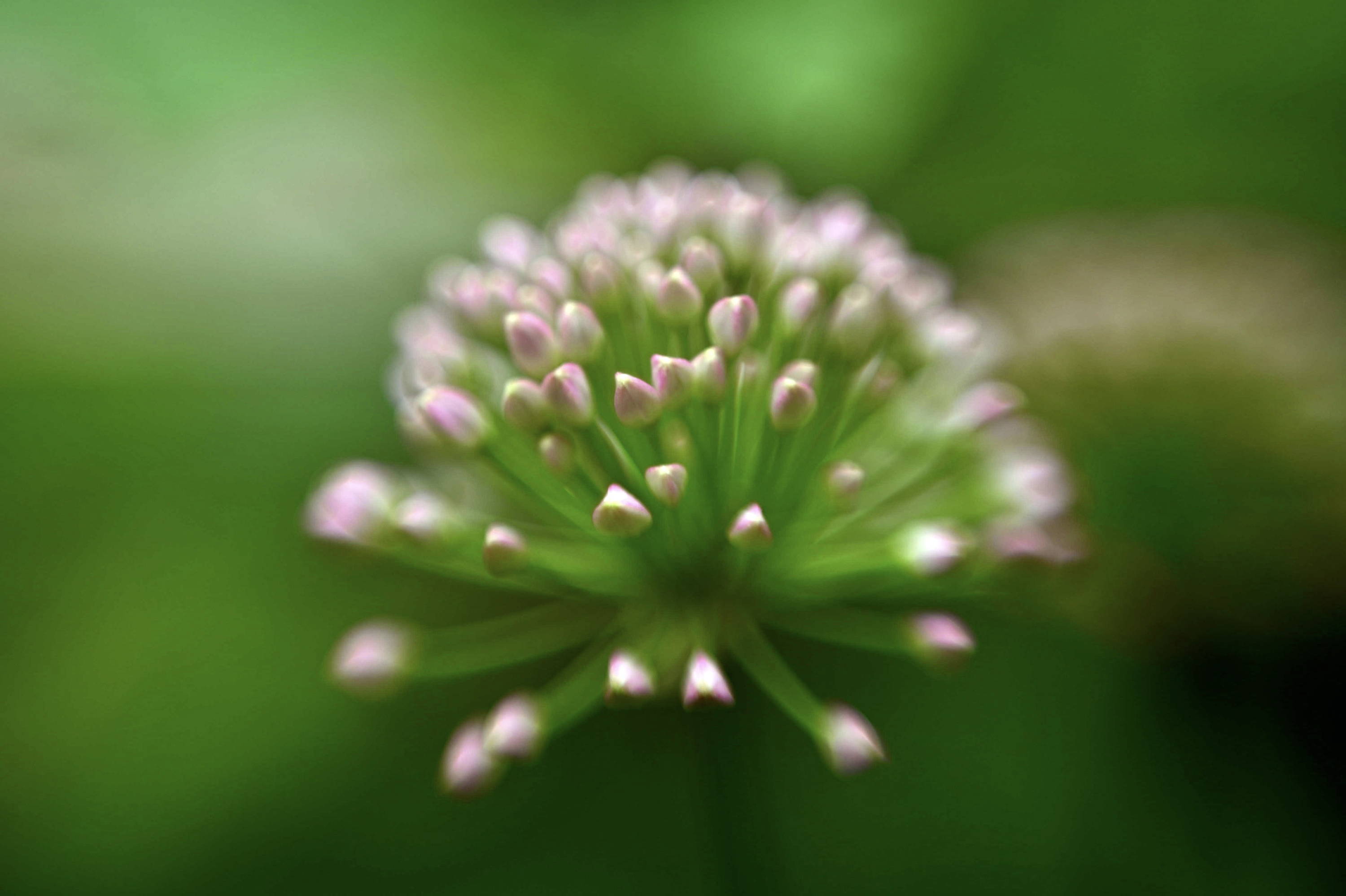 Lensbaby Unplugged Member of the Week | Lynne Valentino