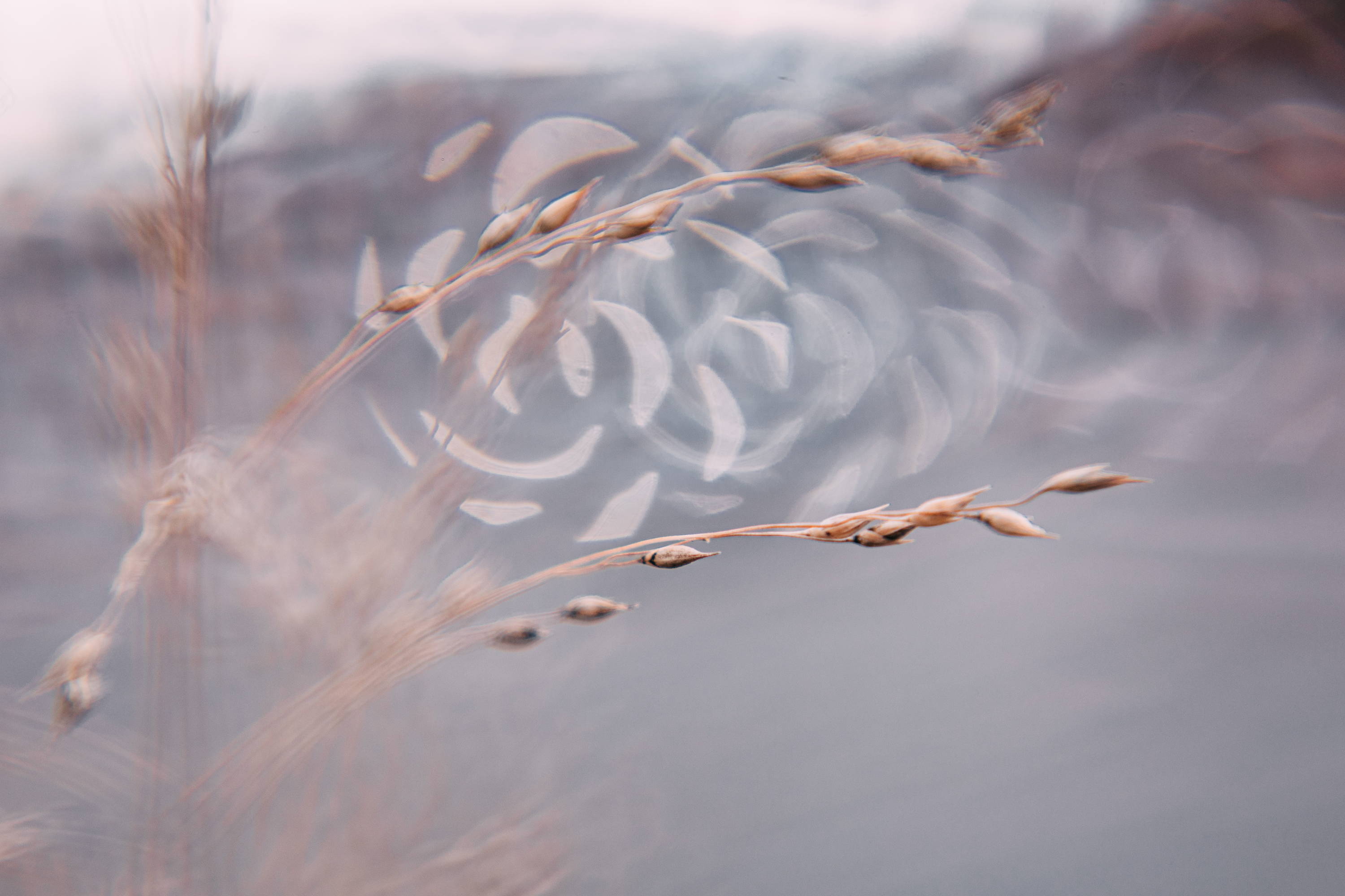 Two photographers, One Lens: DGII