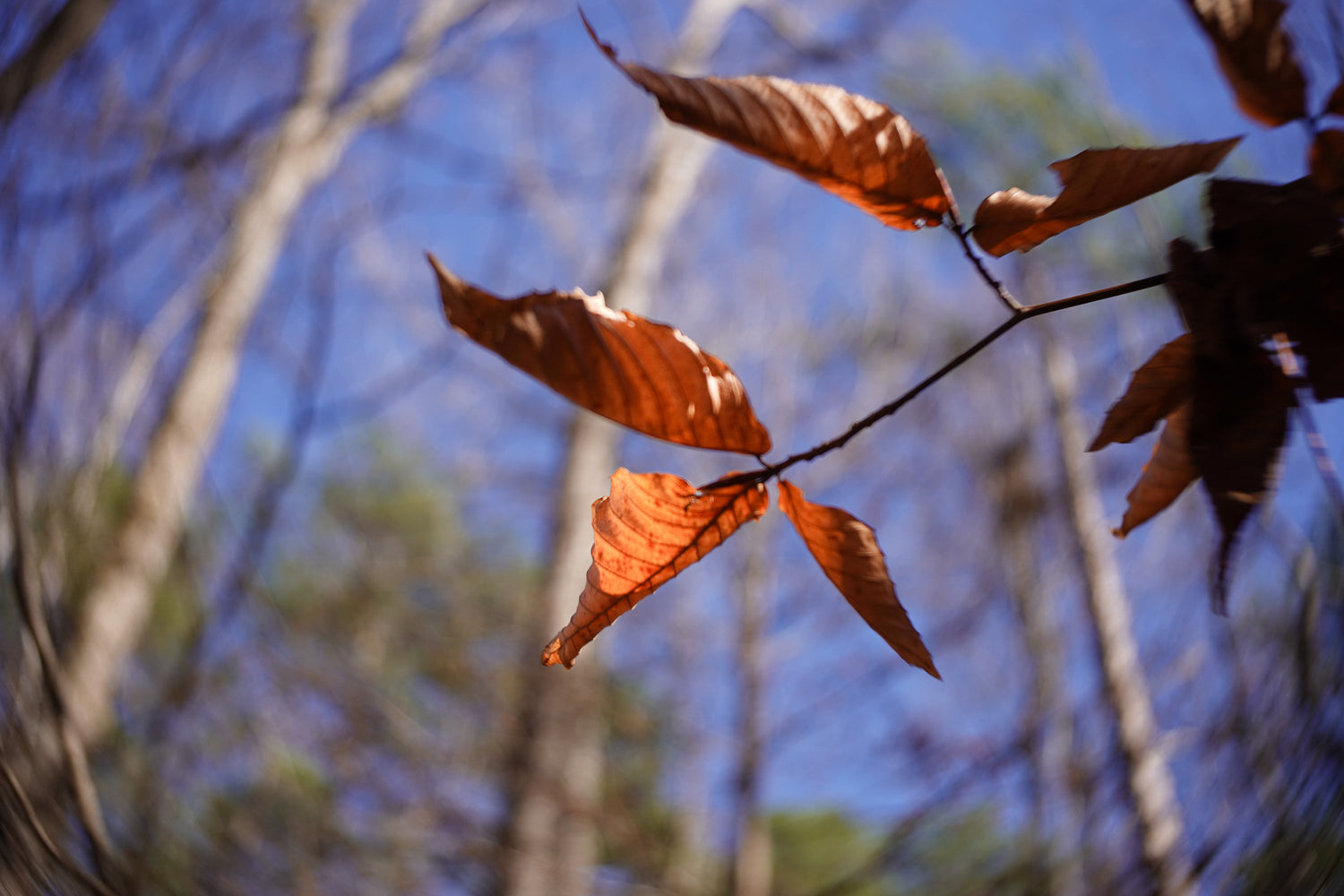 Why I Want to Twist With the 28