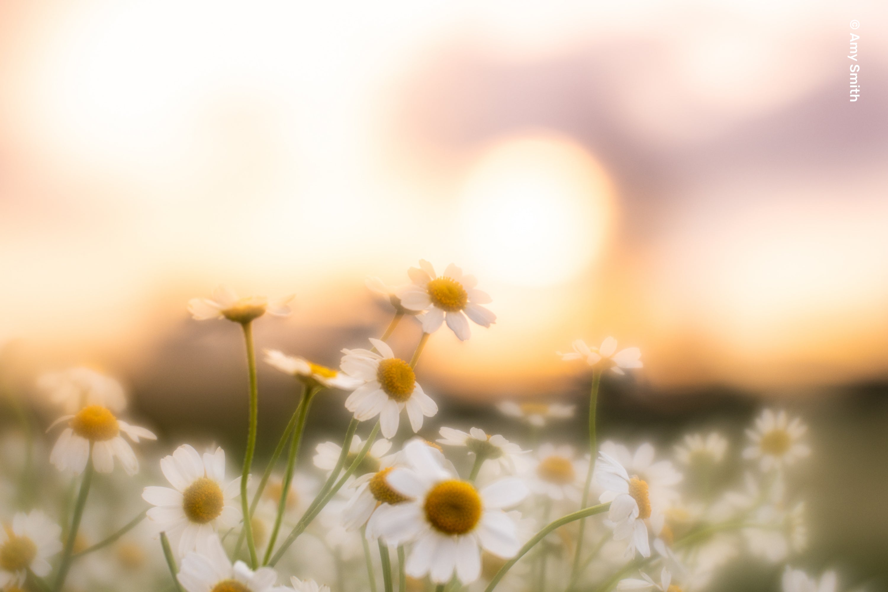 Soft Focus II - Lensbaby Creative Effect Camera Lenses