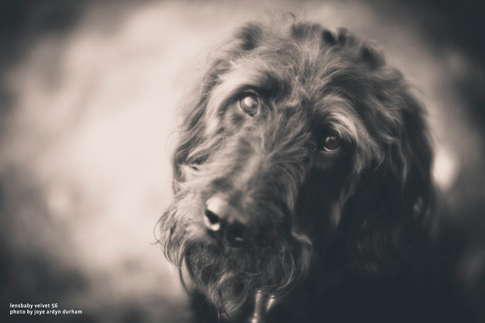 Lensbaby Velvet 56 Joye Ardyn Durham dog portrait sad eyes