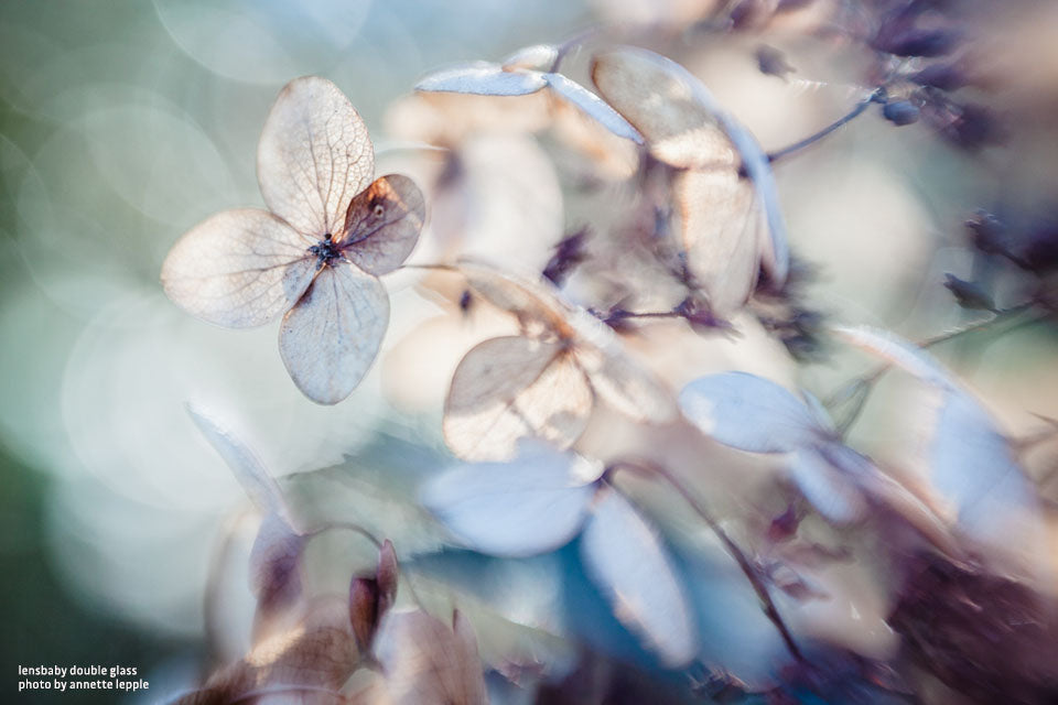 Lensbaby Double Glass Optic lens Annette Lepple photography veins flower