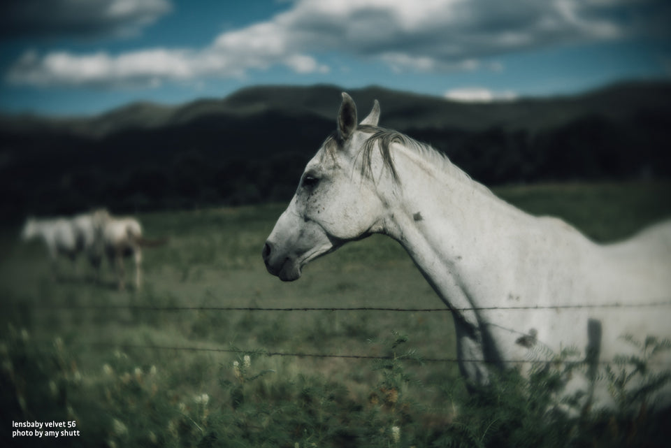 Travel Photography with the Lensbaby Velvet 56 by photographer Amy Shutt. White horse portrait shot surrounded by a green field and blue cloudy sky.