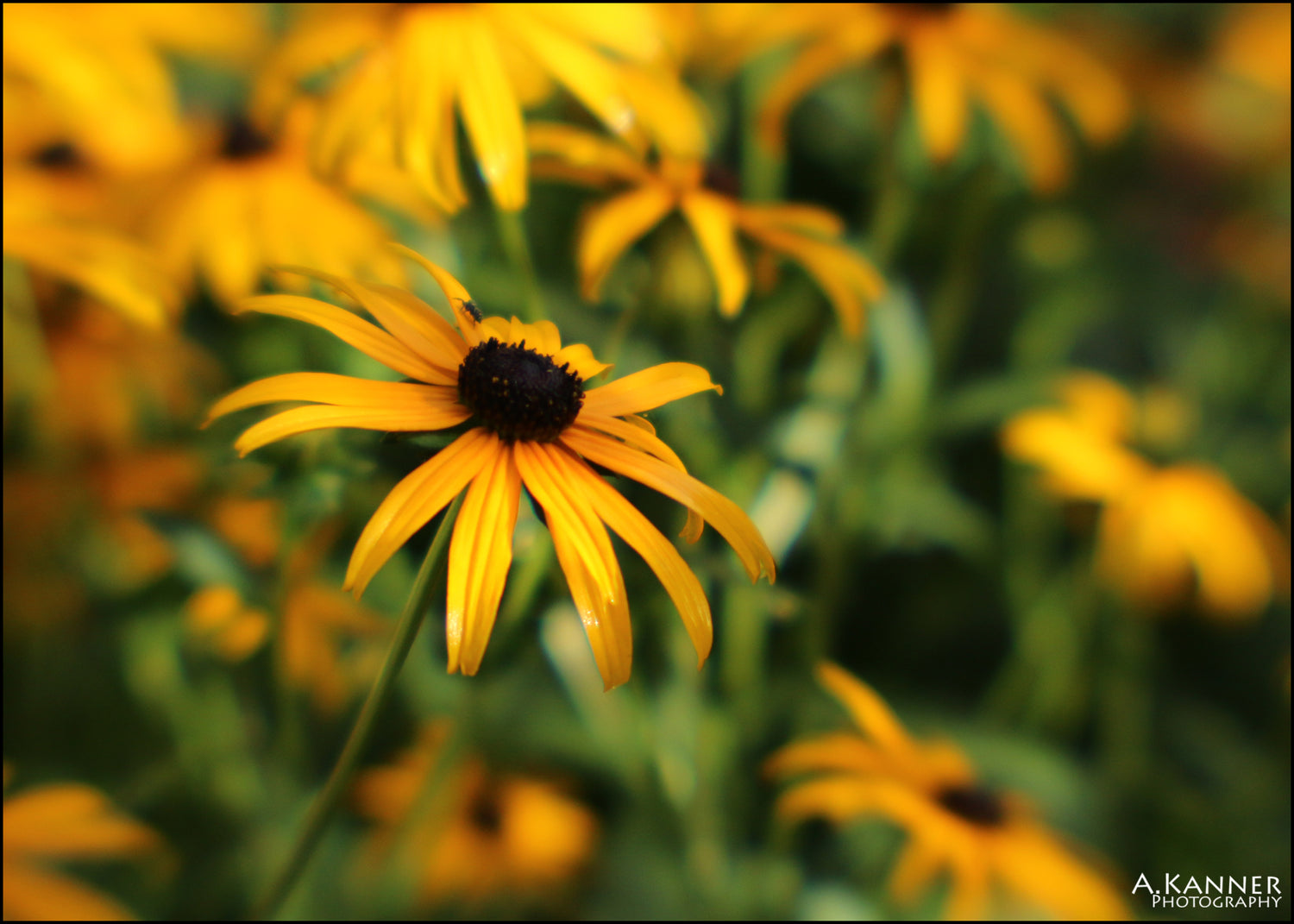 yellow flowers with long petals lensbaby journey story angela kanner