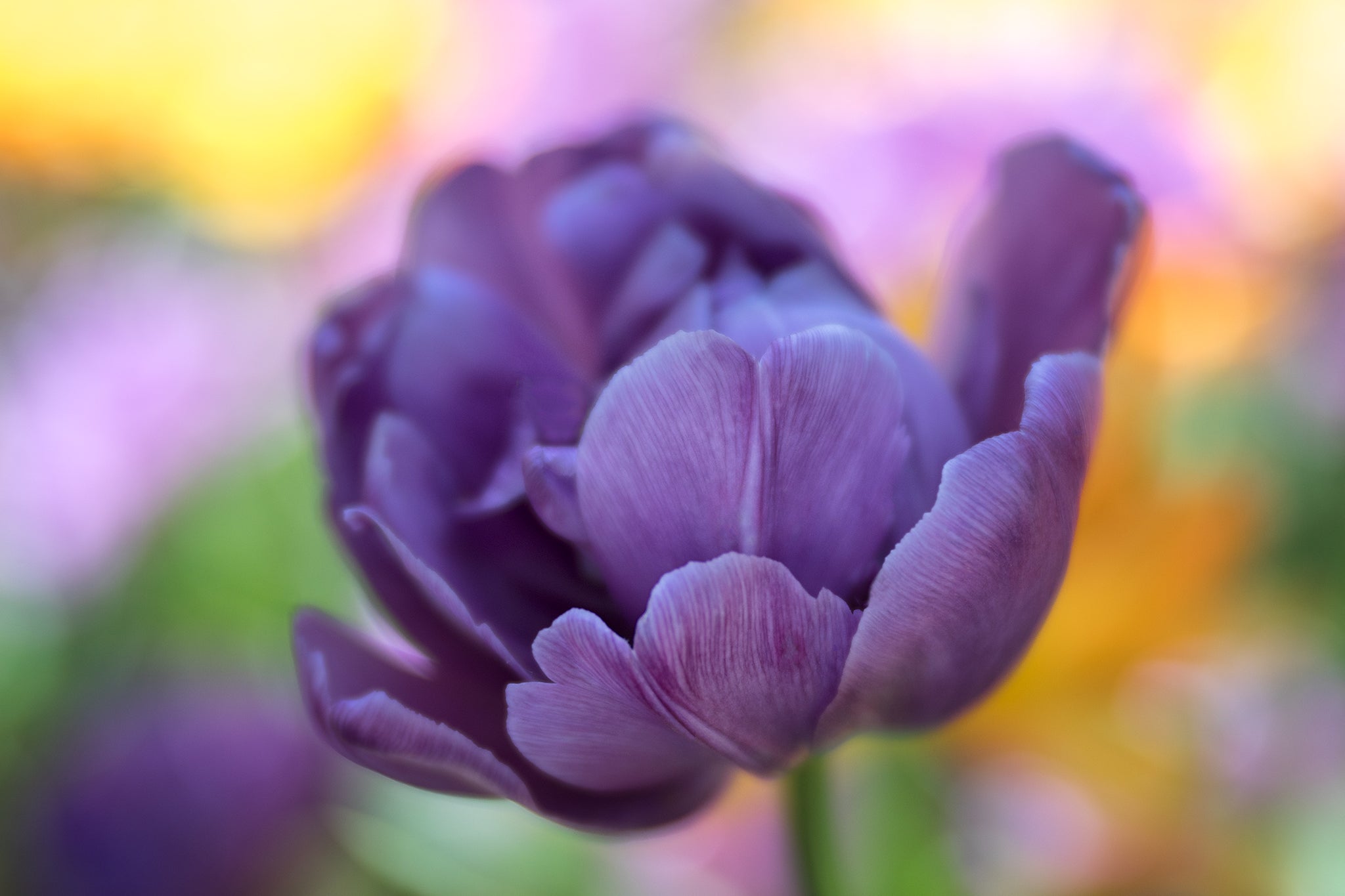 Anne Belmont with Velvet 85 Lensbaby Creative Photography Art Photography Flower Photography