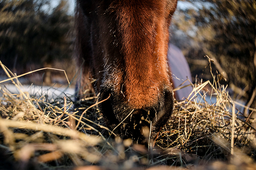 horse nose eating hay grass traveling burnside project