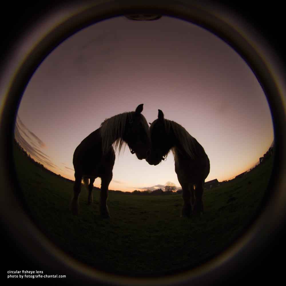 silhouette of two horses sunset red sky Lensbaby University Circular Fisheye Introduction