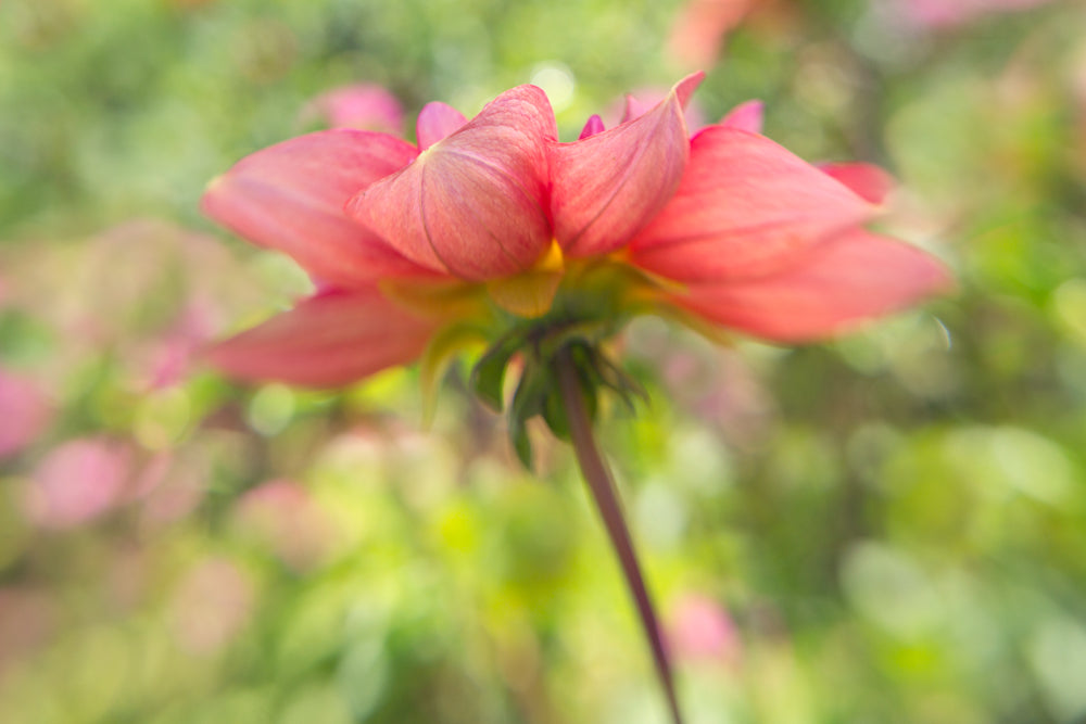 Macro image of the underside of a pink flower in the Lensbaby fine art photography style.