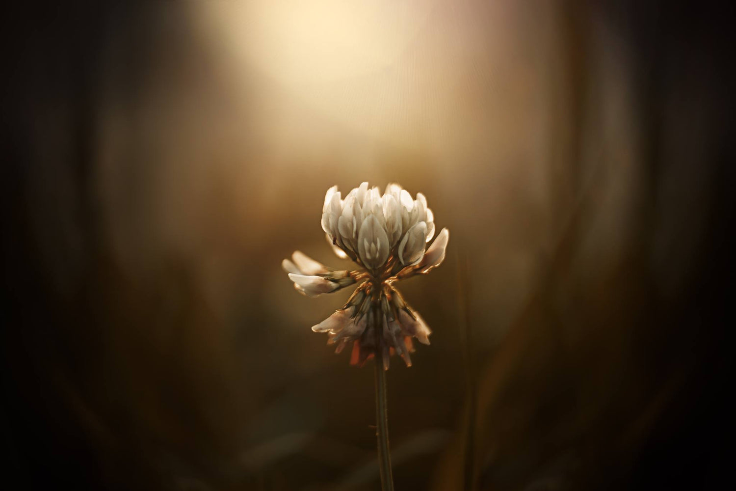 white flower in glowing light brown background twist bokeh caroline jensen lensbaby featured photos macro photography