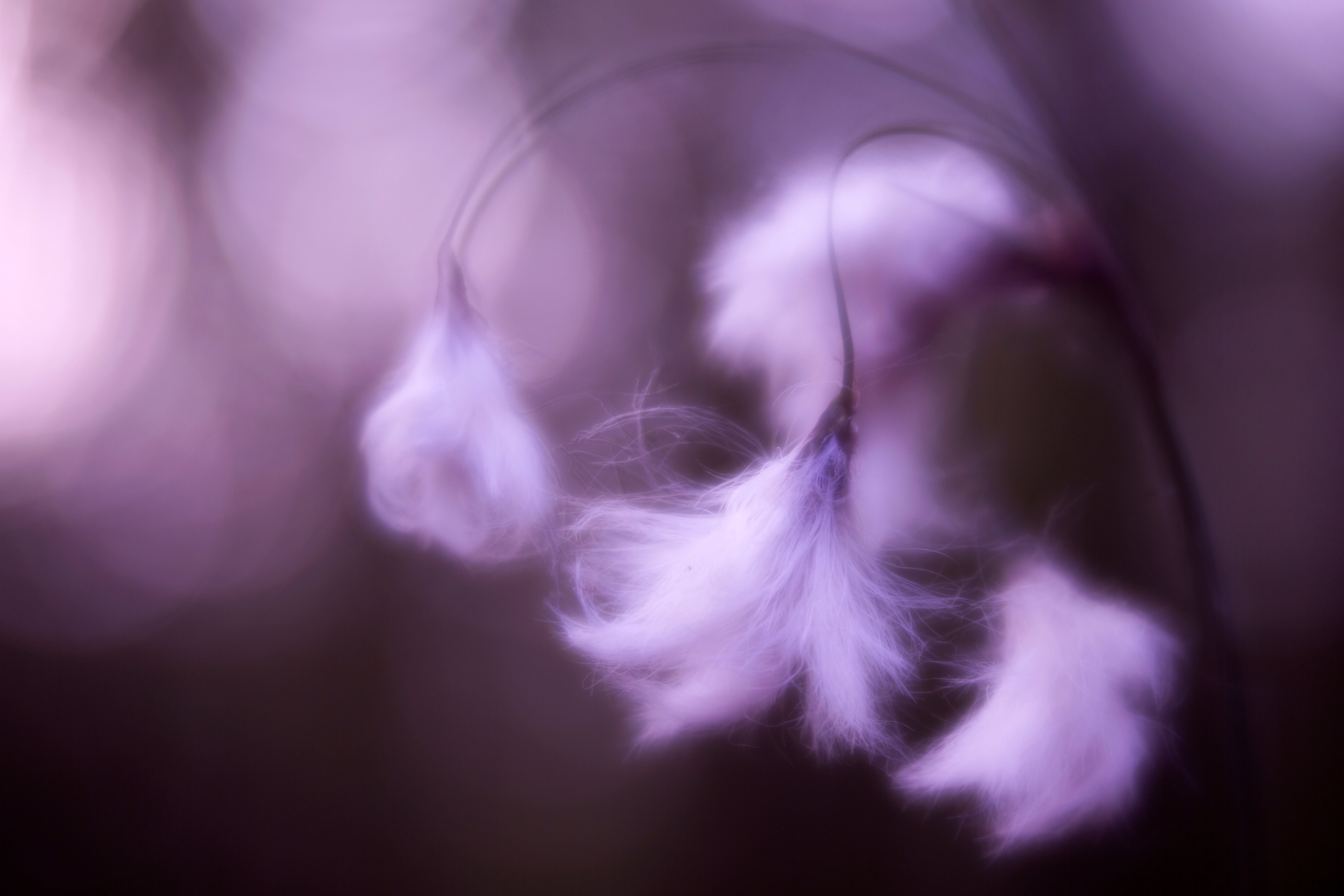 purple photo with white feathery plant selective focus bokeh glow Anita Kram macro photography velvet
