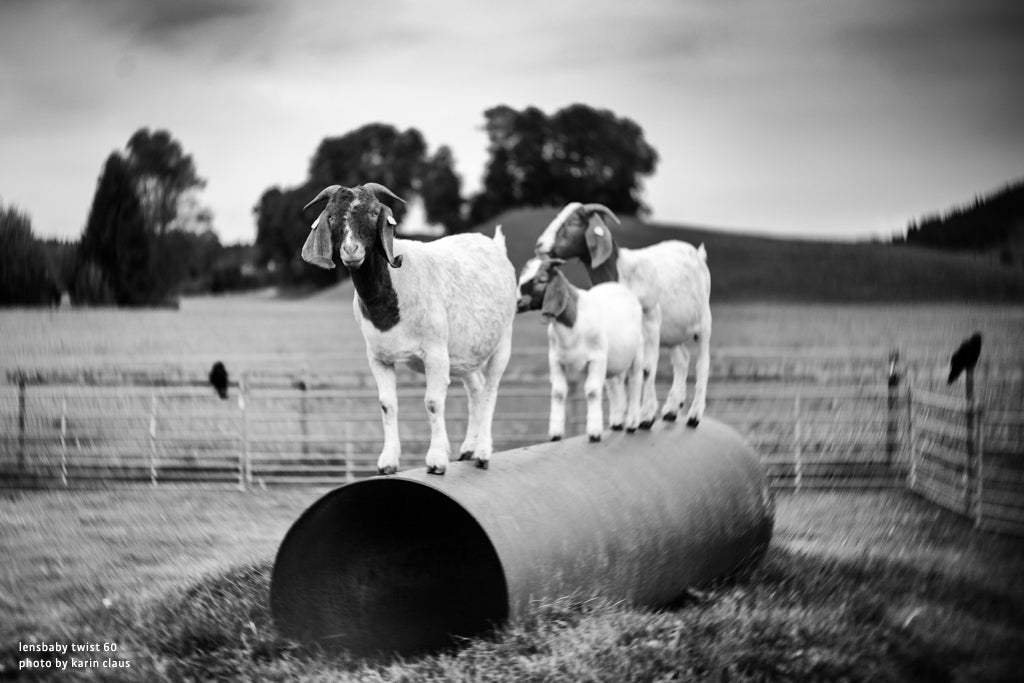 twist 60 guide goats standing on a tube