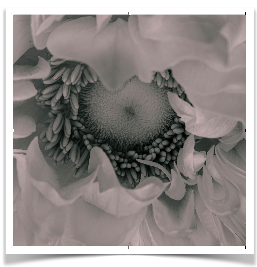 Macro image of a black and white flower