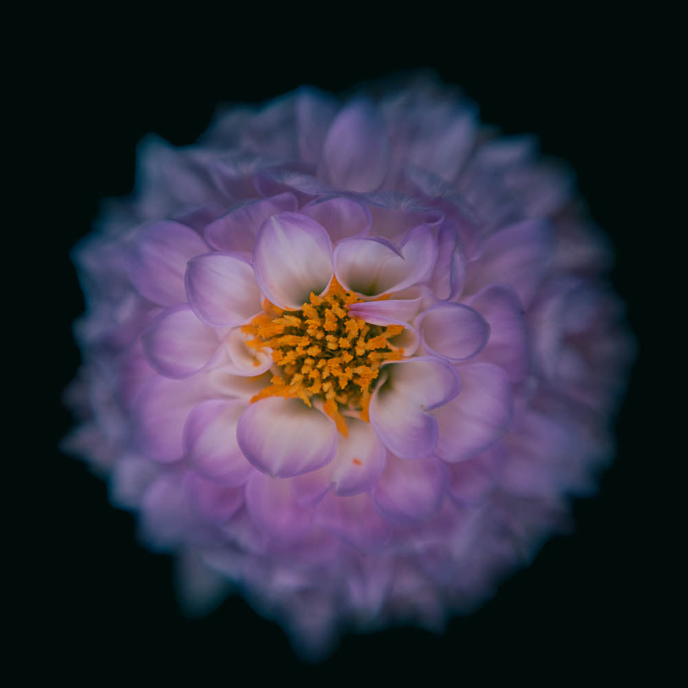 Image of a purple flower