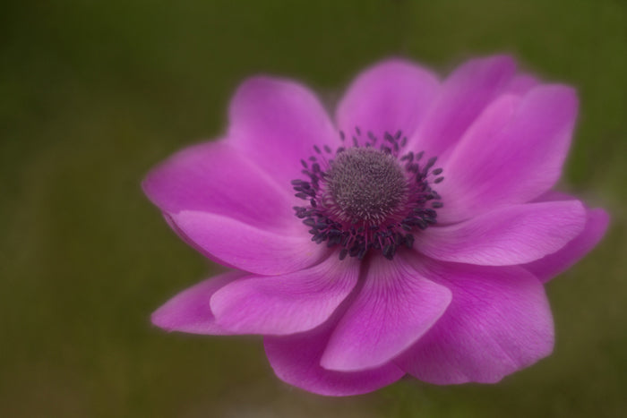 Lensbaby Kathleen Clemons Photography Flower Anemone