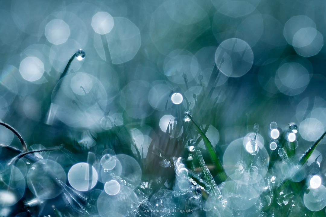 grass dew blades of grass water droplets bokeh drops circles blue and green macro photography anita kram Lensbaby featured photos