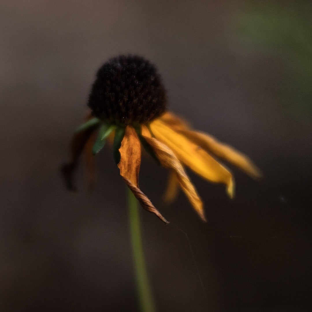 Lensbaby Velvet 56 Macro Photography