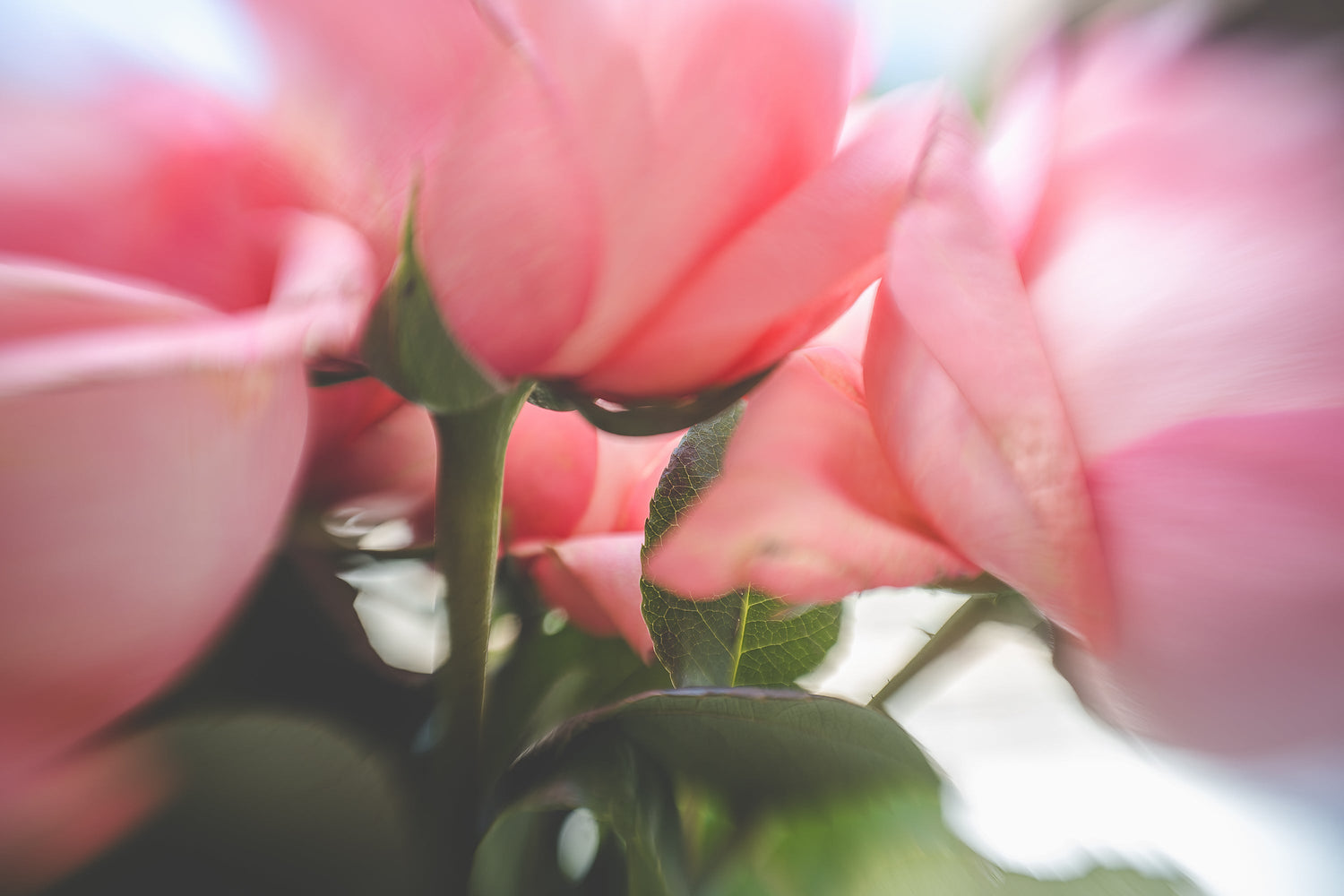 Macro photo of pink flower