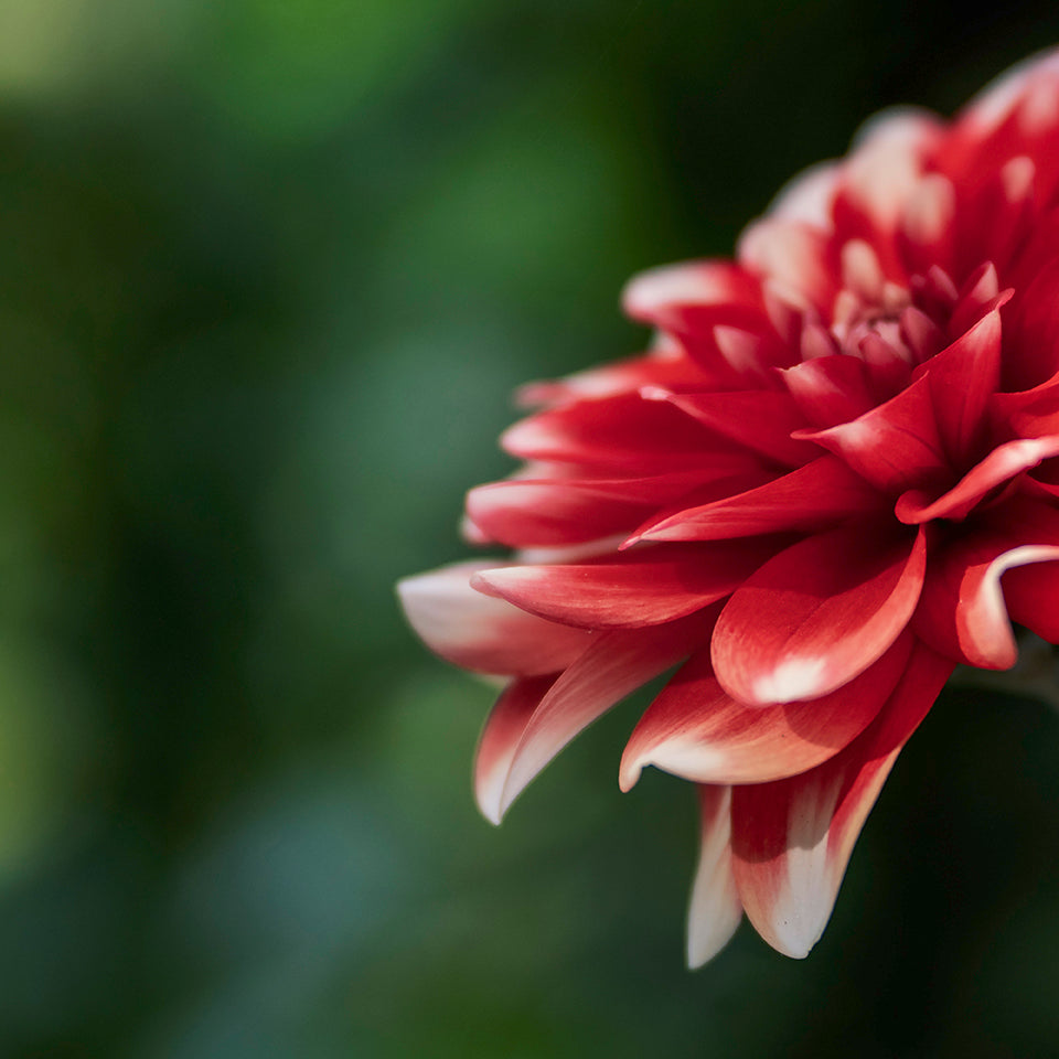 Macro photo of red dahlia