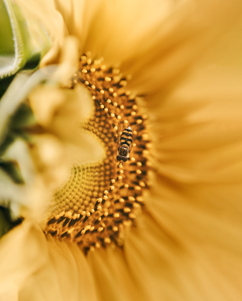 Macro of bee in flower