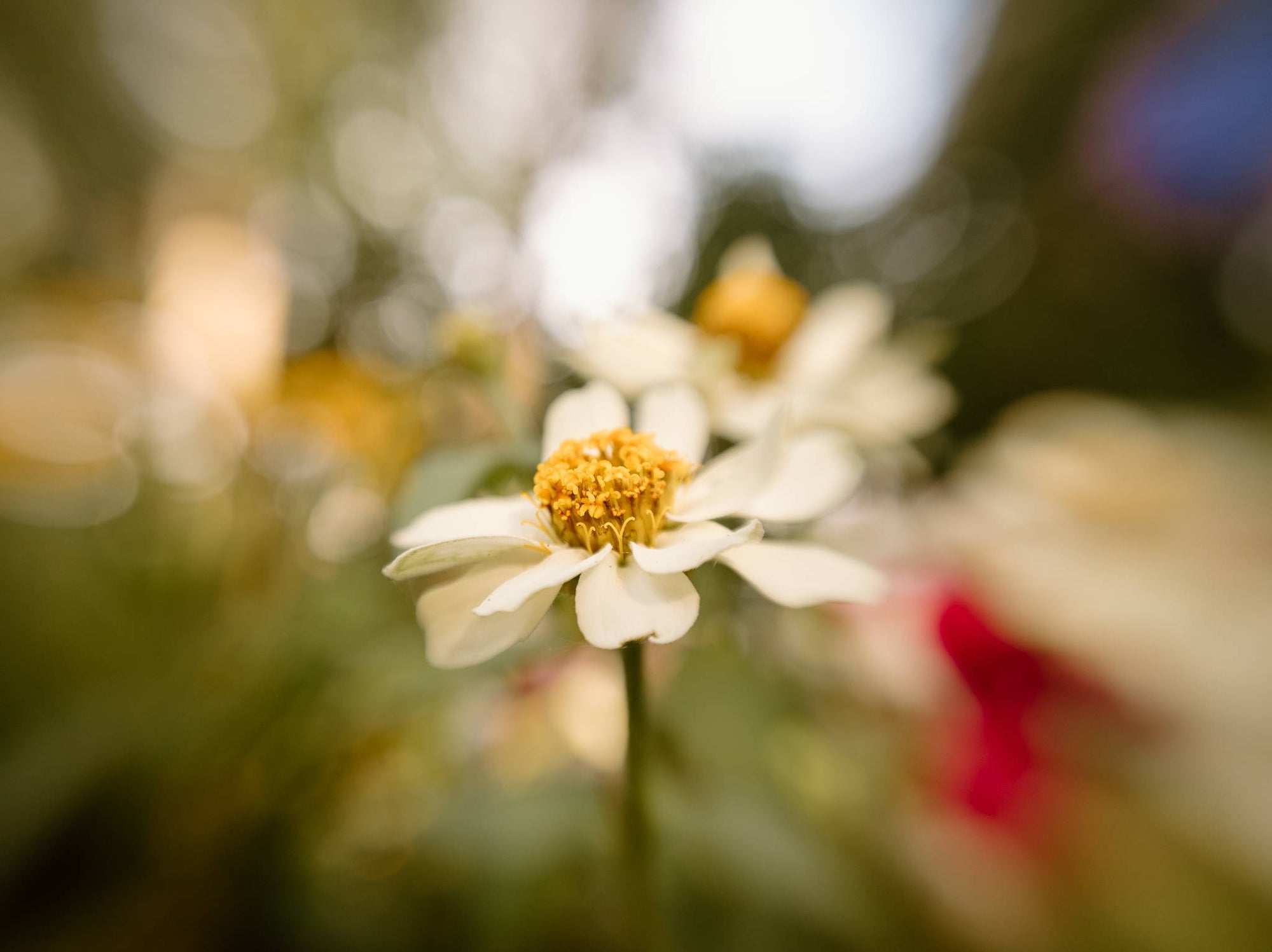 What’s So “Sweet” About The Lensbaby Sweet 22