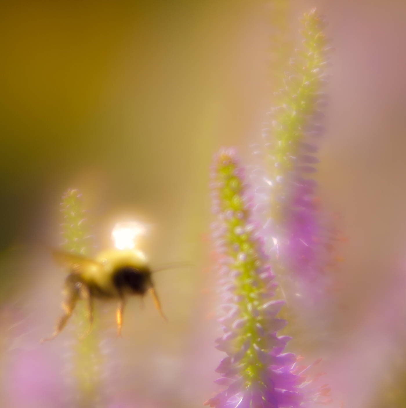 Lensbaby Unplugged Member of the Week | Beverly Ferguson