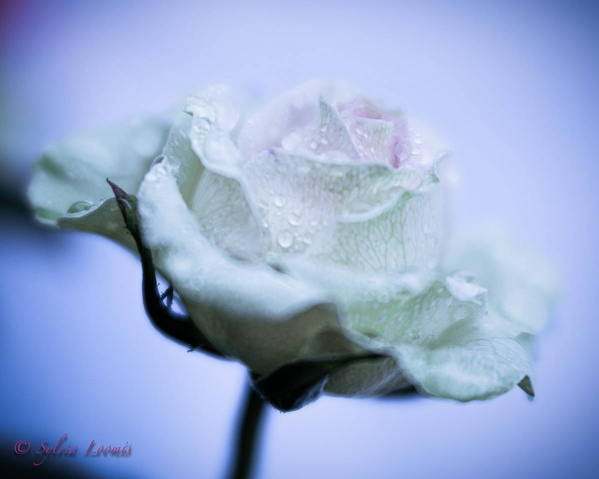 Lensbaby Unplugged Member of the Week | Sylvia Loomis