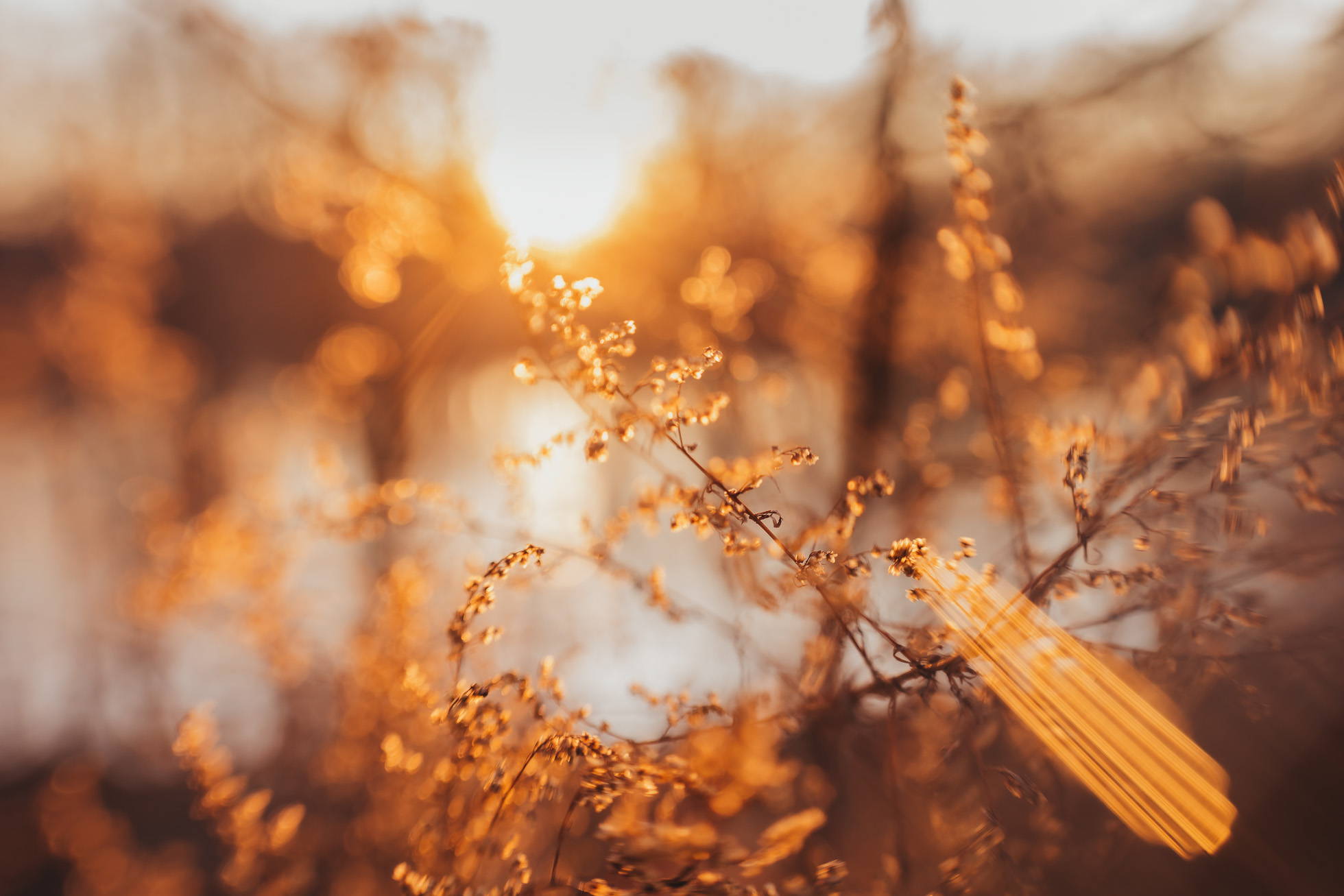 Bokeh Focus | Photos of the Week