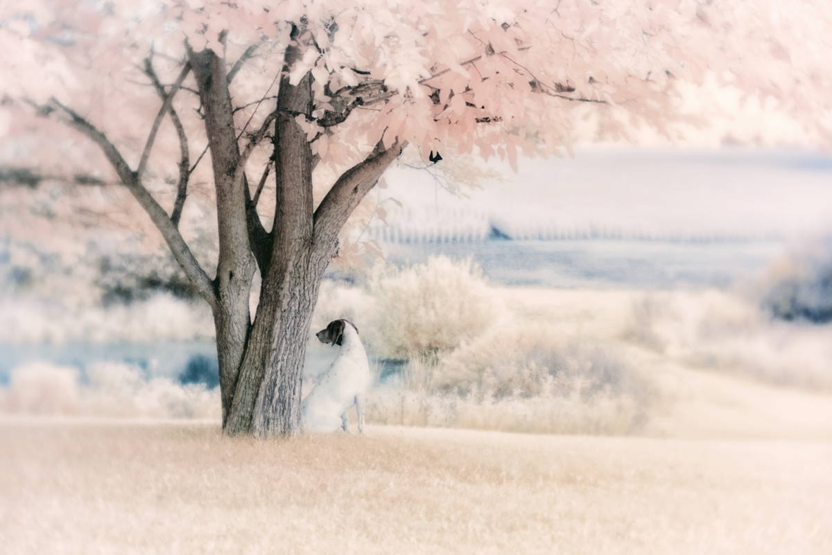 What is Infrared Photography?