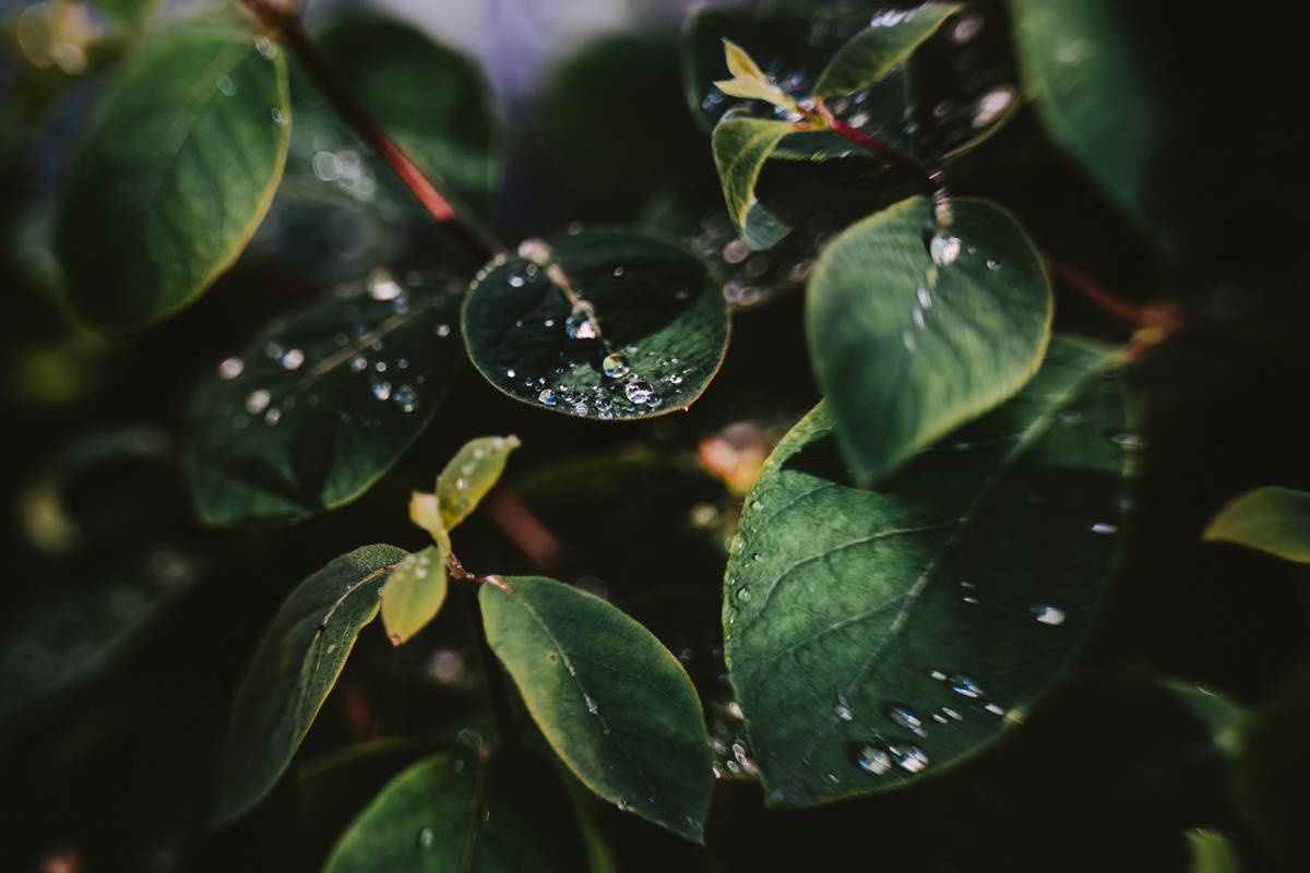 Rain Drops on Roses | Photos of the Week