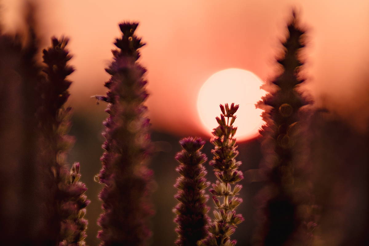 Sunrise Sunset | Photos of the Week