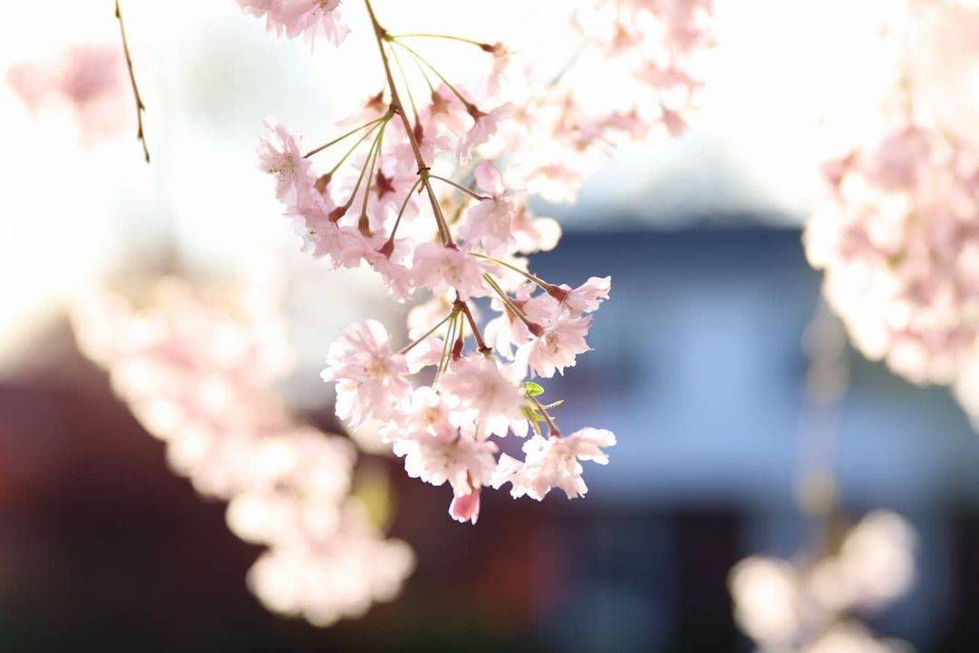 Cherry Blossoms | Photos of the Week