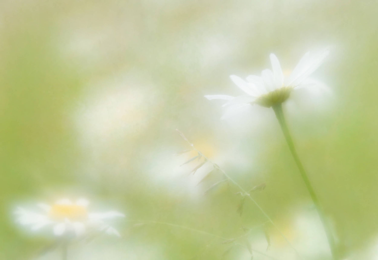 Lensbaby Unplugged Member of the Week | Janet Burdon