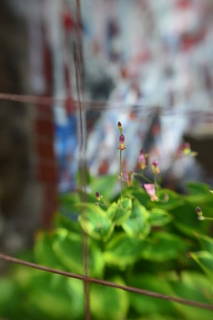Lensbaby Unplugged Member of the Week | Anne Cognato